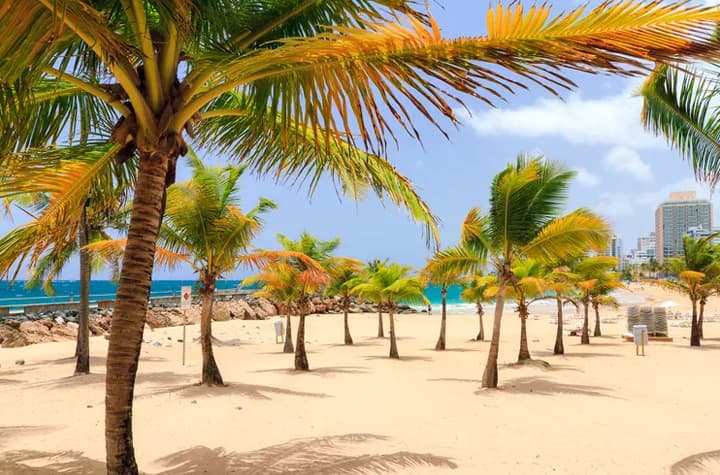 A beach with short palm trees swaying in the island breeze on a sunny day
