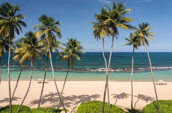 Beach with palm trees
