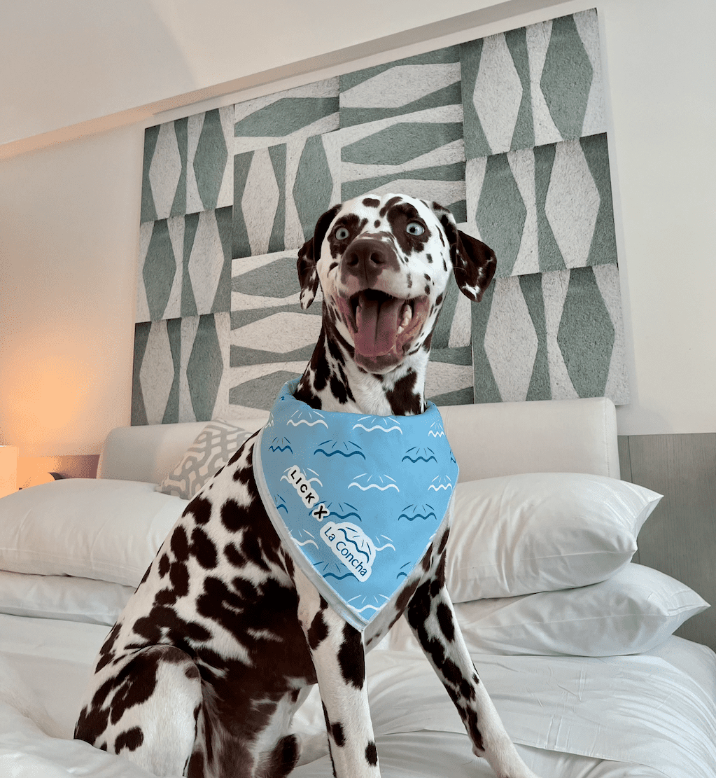 la concha pet-friendly hotel dalmatian dog on hotel bed
