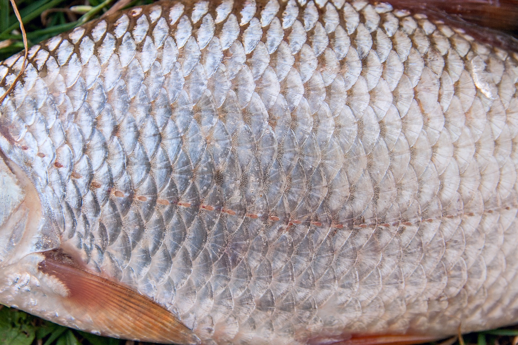 levant restaurant fish textures