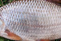 Close up view of common roach fish just taken from the water. Common roach fish scales as natural background.